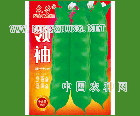 领袖豆角种子